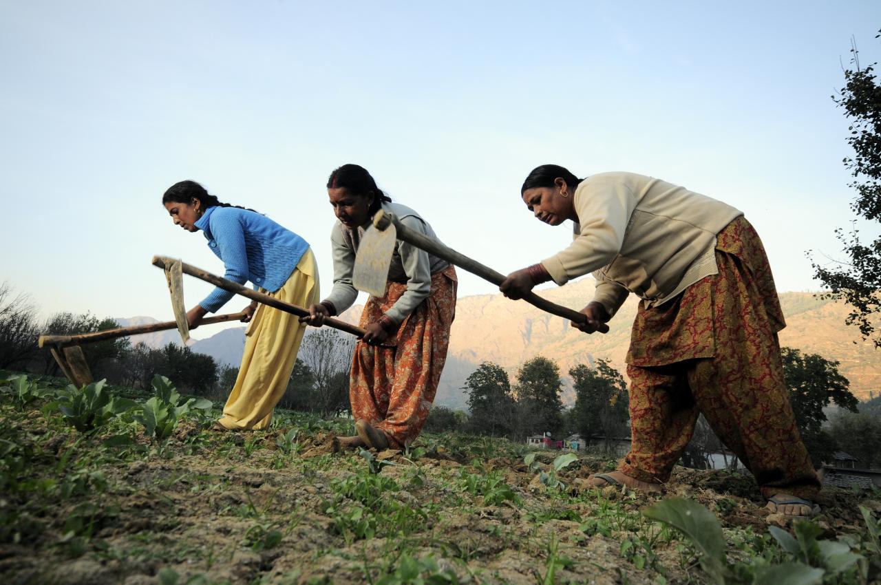 Contadine al lavoro nelle campagne, Kullu, Himachal Pradesh, India